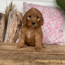 Load image into Gallery viewer, JERSEY - Female Mini Cavoodle - Ready 4th Dec