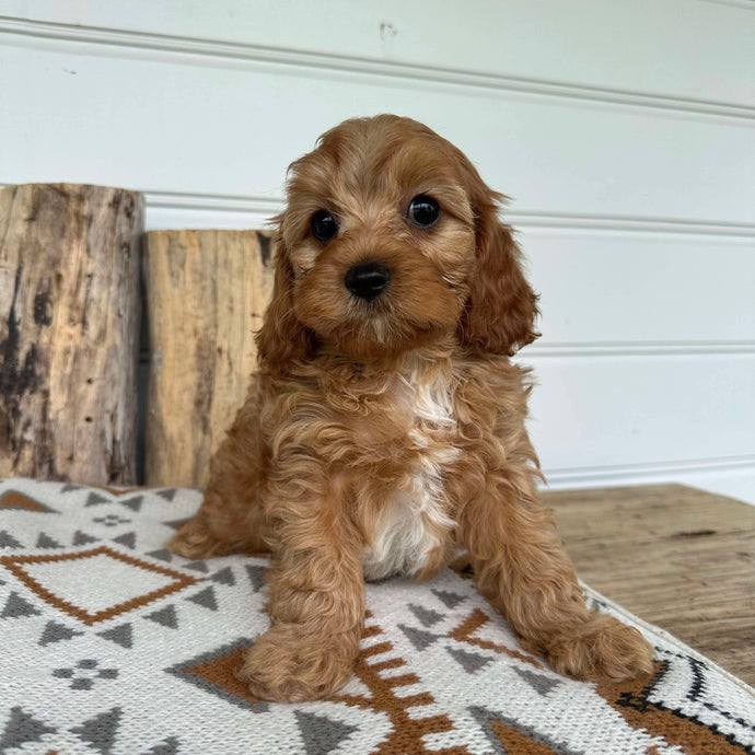 ANTHONY - Male Toy Cavoodle - Ready 17 Dec