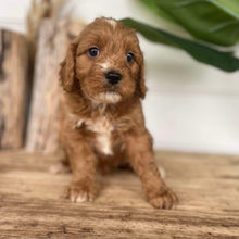 Load image into Gallery viewer, JOEL - Male Mini Cavoodle - Ready 4th Dec