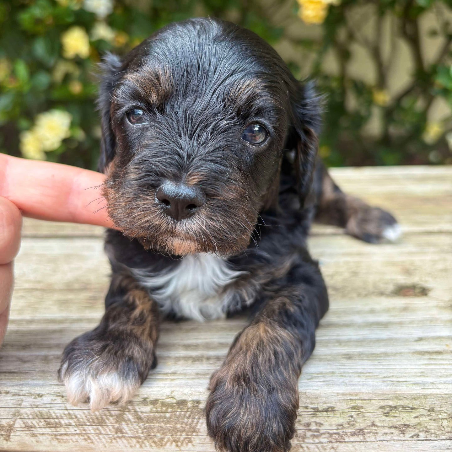 NALA - Female Toy Cavoodle - Ready 25th Nov