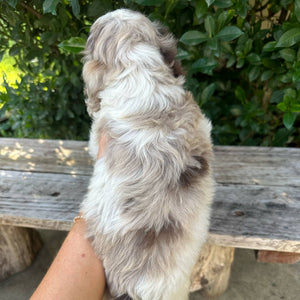 ZITA - Female Toy Spoodle - Ready 6th May