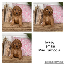 Load image into Gallery viewer, JERSEY - Female Mini Cavoodle - Ready 4th Dec