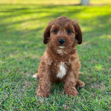 Load image into Gallery viewer, ARCHIE - Male Toy Cavoodle - Ready 13th June
