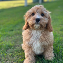 Load image into Gallery viewer, .✨CHASE - Male Toy Cavoodle - Ready Now