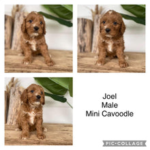 Load image into Gallery viewer, JOEL - Male Mini Cavoodle - Ready 4th Dec