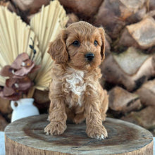 Load image into Gallery viewer, ARROW - Male Toy Cavoodle - Ready 5th Sept