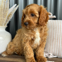 Load image into Gallery viewer, ACE - Male Toy Cavoodle - Ready Now