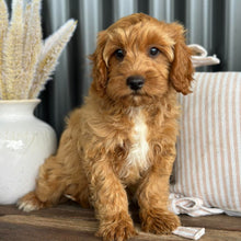 Load image into Gallery viewer, ACE - Male Toy Cavoodle - Ready Now