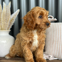 Load image into Gallery viewer, ACE - Male Toy Cavoodle - Ready Now