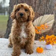 Load image into Gallery viewer, ACE - Male Toy Cavoodle - WEBSITE LAUNCH SPECIAL