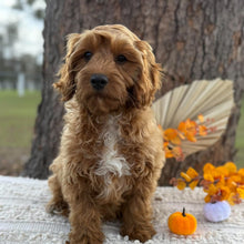 Load image into Gallery viewer, ACE - Male Toy Cavoodle - WEBSITE LAUNCH SPECIAL