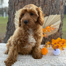 Load image into Gallery viewer, ACE - Male Toy Cavoodle - WEBSITE LAUNCH SPECIAL