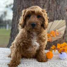Load image into Gallery viewer, ACE - Male Toy Cavoodle - WEBSITE LAUNCH SPECIAL