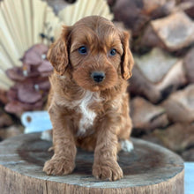 Load image into Gallery viewer, ACE - Male Toy Cavoodle - Ready 5th Sept