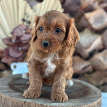 Load image into Gallery viewer, ACE - Male Toy Cavoodle - Ready 5th Sept