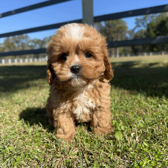 ACE - Male Toy Cavoodle - Ready Now