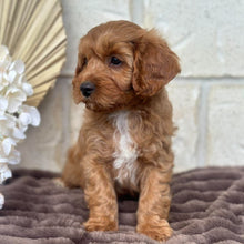 Load image into Gallery viewer, ACE - Male Toy Cavoodle - Ready 5th Sept