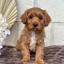 Load image into Gallery viewer, ACE - Male Toy Cavoodle - Ready 5th Sept