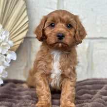 Load image into Gallery viewer, ACE - Male Toy Cavoodle - Ready 5th Sept