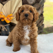 Load image into Gallery viewer, ACE - Male Toy Cavoodle - Ready Now
