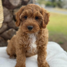 Load image into Gallery viewer, ACE - Male Toy Cavoodle - Ready Now