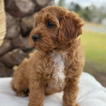Load image into Gallery viewer, ACE - Male Toy Cavoodle - Ready Now