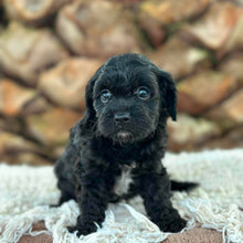Load image into Gallery viewer, ADDY - Female Toy Cavoodle - Ready 13th June