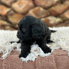 Load image into Gallery viewer, ADDY - Female Toy Cavoodle - Ready 13th June