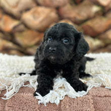 Load image into Gallery viewer, ADDY - Female Toy Cavoodle - Ready 13th June