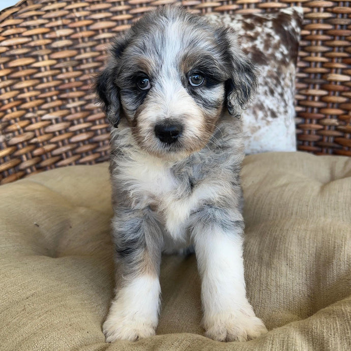 ALBERT - Male Aussie Doodle - Ready 25th May