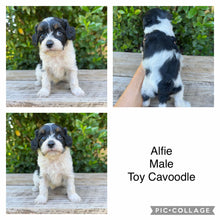 Load image into Gallery viewer, ALFIE - Male Toy Cavoodle - Ready 4th May