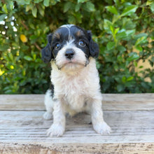 Load image into Gallery viewer, ALFIE - Male Toy Cavoodle - Ready 4th May