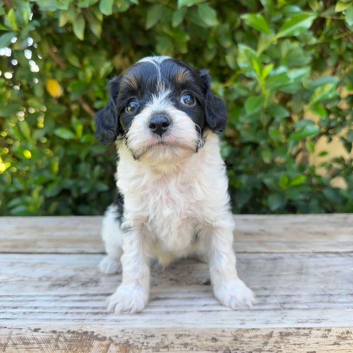 ALFIE - Male Toy Cavoodle - Ready 4th May