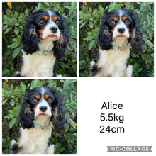 Load image into Gallery viewer, ANNA - Female Toy Cavoodle - Ready 13th June