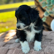Load image into Gallery viewer, ALICE - Female Mini American Doodle (Aussie Doodle) - Ready 13th June