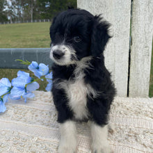 Load image into Gallery viewer, .✨ALICE - Female Mini American Doodle (Aussie Doodle) - Ready 13th June