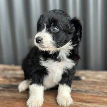 Load image into Gallery viewer, ALICE - Female Mini American Doodle (Aussie Doodle) - Ready 13th June