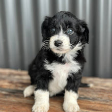 Load image into Gallery viewer, ALICE - Female Mini American Doodle (Aussie Doodle) - Ready 13th June