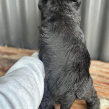 Load image into Gallery viewer, ALICE - Female Mini American Doodle (Aussie Doodle) - Ready 13th June