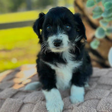 Load image into Gallery viewer, ALICE - Female Mini American Doodle (Aussie Doodle) - Ready 13th June