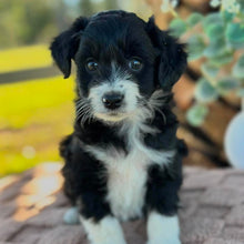 Load image into Gallery viewer, ALICE - Female Mini American Doodle (Aussie Doodle) - Ready 13th June