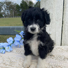 Load image into Gallery viewer, .✨ALICE - Female Mini American Doodle (Aussie Doodle) - Ready 13th June