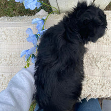 Load image into Gallery viewer, .✨ALICE - Female Mini American Doodle (Aussie Doodle) - Ready 13th June