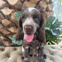 Load image into Gallery viewer, ANDY - Male Cocker Spaniel - Ready This Weekend