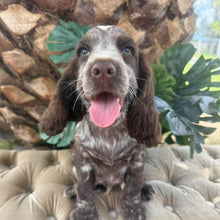 Load image into Gallery viewer, ANDY - Male Cocker Spaniel - Ready This Weekend