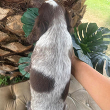 Load image into Gallery viewer, ANDY - Male Cocker Spaniel - Ready This Weekend