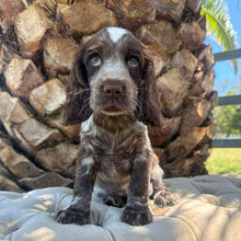 Load image into Gallery viewer, ANDY - Male Cocker Spaniel - Ready This Weekend