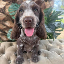 Load image into Gallery viewer, ANDY - Male Cocker Spaniel - Ready This Weekend