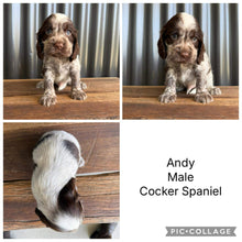 Load image into Gallery viewer, ANDY - Male Cocker Spaniel - Ready This Weekend