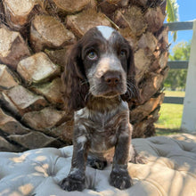 Load image into Gallery viewer, ANDY - Male Cocker Spaniel - Ready This Weekend